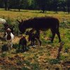 Petting farm 2